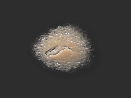 SC11 Kleiner Schnitt