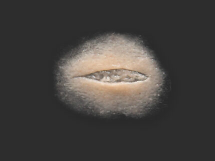 SC10 Kleiner Schnitt