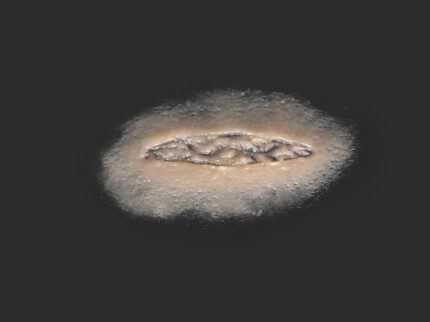 SC13 Kleiner Schnitt