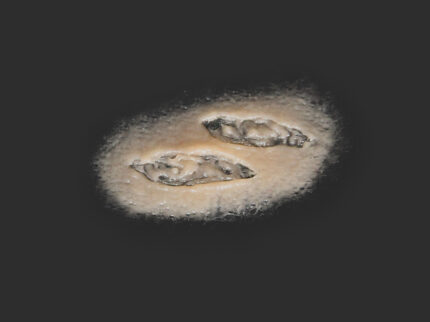 SC15 Kleiner Schnitt